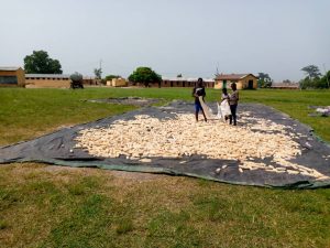 Séchage en plein air du maïs lors de la récolte 2021 à la ferme-orphelinat de Yovokopé